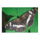 yanfind Picture Puzzle Arthropod Camilla Outdoors Limenitis Lepidoptera Beauty Nymphalidae Eurasia Butterfly Admiral Insect Hungary001 Family Game Intellectual Educational Game Jigsaw Puzzle Toy Set
