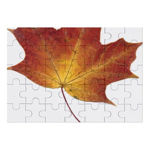 yanfind Picture Puzzle Leaf Autumn Dry Fall Tree Herbarium Maple Woody Plant Plane Deciduous Botany Family Game Intellectual Educational Game Jigsaw Puzzle Toy Set