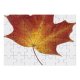 yanfind Picture Puzzle Leaf Autumn Dry Fall Tree Herbarium Maple Woody Plant Plane Deciduous Botany Family Game Intellectual Educational Game Jigsaw Puzzle Toy Set