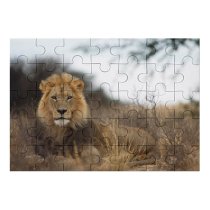 yanfind Picture Puzzle Images Lion Wildlife Africa Pictures PNG Kgalagadi Family Game Intellectual Educational Game Jigsaw Puzzle Toy Set