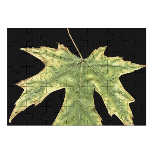 yanfind Picture Puzzle Leaf Dry  Fall Macro Maple Tree Plant Plane Woody Flowering Botany Family Game Intellectual Educational Game Jigsaw Puzzle Toy Set