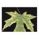 yanfind Picture Puzzle Leaf Dry  Fall Macro Maple Tree Plant Plane Woody Flowering Botany Family Game Intellectual Educational Game Jigsaw Puzzle Toy Set