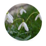 yanfind Ceramic Coasters (round) Spring Snowdrops Grass Flower Galanthus Flowering Plant Snowdrop Summer Snowflake Amaryllis Family Family Game Intellectual Educational Game Jigsaw Puzzle Toy Set
