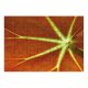 yanfind Picture Puzzle Leaf  Macro Plant Stem Flower Family Game Intellectual Educational Game Jigsaw Puzzle Toy Set
