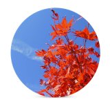yanfind Ceramic Coasters (round) Tree Leaf Leaves Sky Flowering Plant Flower Autumn Stem Maple Family Game Intellectual Educational Game Jigsaw Puzzle Toy Set