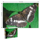 yanfind Picture Puzzle Arthropod Camilla Outdoors Limenitis Lepidoptera Beauty Nymphalidae Eurasia Butterfly Admiral Insect Hungary001 Family Game Intellectual Educational Game Jigsaw Puzzle Toy Set
