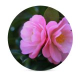 yanfind Ceramic Coasters (round) Geranium Images Rose Bud Petal Flowers Camelia Wallpapers Plant Garden Pollen Free Family Game Intellectual Educational Game Jigsaw Puzzle Toy Set