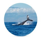 yanfind Ceramic Coasters (round) Dive Images  Huge Ocean  Tail Sky Wallpapers Sea  Maui Family Game Intellectual Educational Game Jigsaw Puzzle Toy Set
