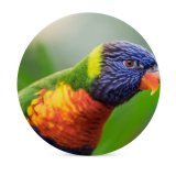 yanfind Ceramic Coasters (round) William Warby Rainbow Lorikeet Colorful Closeup Bokeh Bird Family Game Intellectual Educational Game Jigsaw Puzzle Toy Set