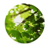 yanfind Ceramic Coasters (round) Summer Leaves Leaf Plants Outside Yard Trees Plant Branch Tree Light Flower Family Game Intellectual Educational Game Jigsaw Puzzle Toy Set