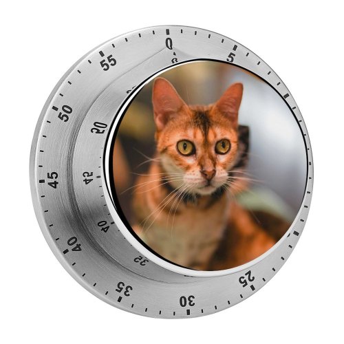 yanfind Timer Lovely Images Pet Manx Public Wuhan Wallpapers Abyssinian Pictures Cat China Kitten 60 Minutes Mechanical Visual Timer