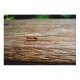 yanfind Picture Puzzle Ant Deligent Deligence Work Busy Hurry Anteater Insect Wood Calm Pest Macro Family Game Intellectual Educational Game Jigsaw Puzzle Toy Set