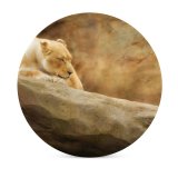 yanfind Ceramic Coasters (round) William Warby Lioness Paradise Wildlife Park Park Golden Rock Family Game Intellectual Educational Game Jigsaw Puzzle Toy Set