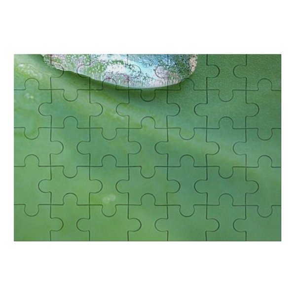 yanfind Picture Puzzle Leaf Stuff Tear Macro Closeup Texture  Drop Dew Moisture Organism Plant Family Game Intellectual Educational Game Jigsaw Puzzle Toy Set