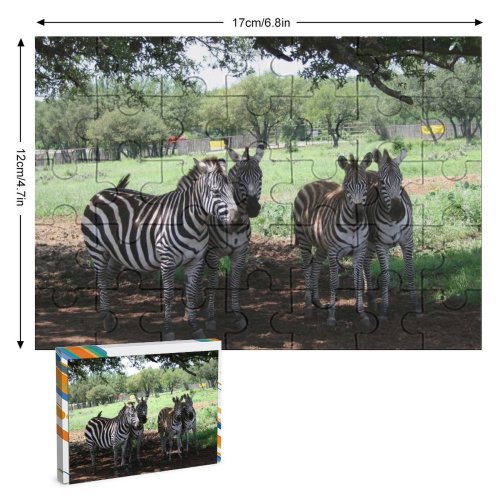 yanfind Picture Puzzle Zebra Zebras Johnson City Texas Wildlife Terrestrial  Savanna Safari Tree Plant Family Game Intellectual Educational Game Jigsaw Puzzle Toy Set