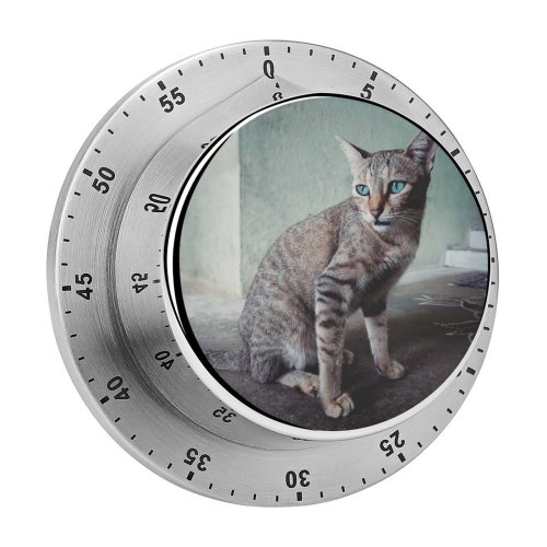 yanfind Timer Lovely Kitty Images Pet  Manx Wallpapers Decor Abyssinian Free Blueish Pictures 60 Minutes Mechanical Visual Timer