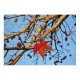 yanfind Picture Puzzle Leaf Tree Fall Maple Branch Twig Plant Woody Sky Spring Stem Flowering Family Game Intellectual Educational Game Jigsaw Puzzle Toy Set