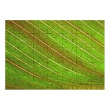 yanfind Picture Puzzle Leaf Texture Plant Grass Macro Family Game Intellectual Educational Game Jigsaw Puzzle Toy Set
