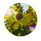 yanfind Ceramic Coasters (round) Images Photo  Spring  Sunshine Plant Pollen Free Summer Sunlight Pictures Family Game Intellectual Educational Game Jigsaw Puzzle Toy Set