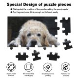 yanfind Picture Puzzle Golden Dogs Dog Vertebrate Canidae Carnivore Sporting Snout Fur Family Game Intellectual Educational Game Jigsaw Puzzle Toy Set