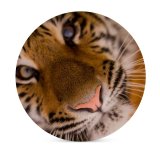 yanfind Ceramic Coasters (round) Skitterphoto  Face Closeup Wild  Carnivore Big Cat Portrait Family Game Intellectual Educational Game Jigsaw Puzzle Toy Set