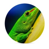 yanfind Ceramic Coasters (round) Lizard Closeup Macro Reptile Vivid HDR Family Game Intellectual Educational Game Jigsaw Puzzle Toy Set