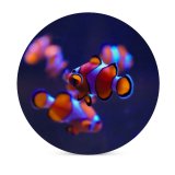 yanfind Ceramic Coasters (round) Clownfish Aquarium Underwater Family Game Intellectual Educational Game Jigsaw Puzzle Toy Set