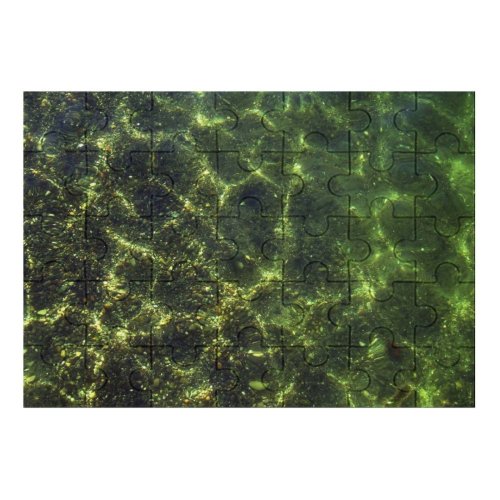 yanfind Picture Puzzle Ripples  Dapple Pacific Ocean River Lake Vegetation Leaf Plant Tree Family Game Intellectual Educational Game Jigsaw Puzzle Toy Set