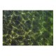 yanfind Picture Puzzle Ripples  Dapple Pacific Ocean River Lake Vegetation Leaf Plant Tree Family Game Intellectual Educational Game Jigsaw Puzzle Toy Set