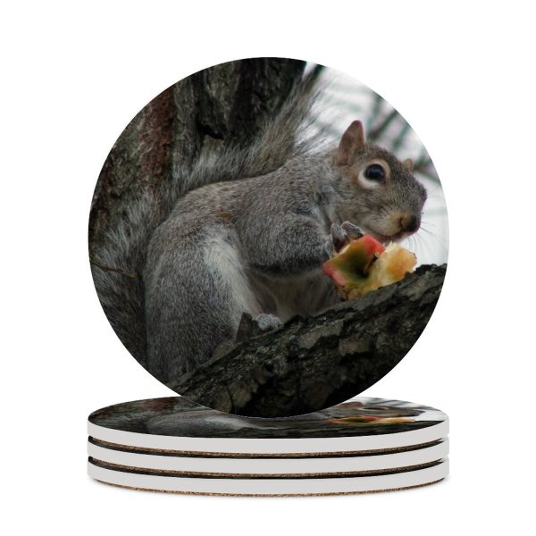 yanfind Ceramic Coasters (round) Squirrel Tree Wildlife Grey  Vertebrate Fox Ground Squirrels Rodent Snout Family Game Intellectual Educational Game Jigsaw Puzzle Toy Set