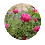 yanfind Ceramic Coasters (round) Plants Petals Images Wallpapers Roses Rose Summer Tiny Flower Pictures Free Flowers Family Game Intellectual Educational Game Jigsaw Puzzle Toy Set
