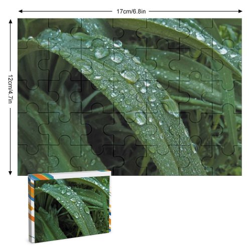 yanfind Picture Puzzle Dew  Drop Leaf Grass Terrestrial Plant Moisture Flower Stem Vascular Family Game Intellectual Educational Game Jigsaw Puzzle Toy Set