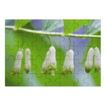 yanfind Picture Puzzle Astragalus Images Ogorod Spring Petal Flowers Wallpapers Plant Garden Amaryllidaceae Pollen Free Family Game Intellectual Educational Game Jigsaw Puzzle Toy Set