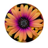 yanfind Ceramic Coasters (round) Paul Zoetemeijer Flowers Daisy Flowers Colorful Flowers Closeup Macro Flower Heads Family Game Intellectual Educational Game Jigsaw Puzzle Toy Set