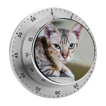 yanfind Timer Lovely Images Pet Manx Public Wallpapers Abyssinian Phnom Cambodia Pictures Chair Room 60 Minutes Mechanical Visual Timer