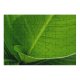 yanfind Picture Puzzle Leaf Blade Flower Banana Plant Terrestrial Botany Ensete Flowering  Lily Family Game Intellectual Educational Game Jigsaw Puzzle Toy Set