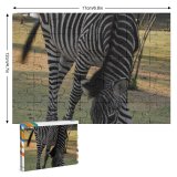 yanfind Picture Puzzle Zebra Terrestrial Vertebrate Wildlife Grass Grazing Grassland Snout Family Game Intellectual Educational Game Jigsaw Puzzle Toy Set