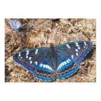 yanfind Picture Puzzle Arthropod Tree Outdoors Lepidoptera Poplar Beauty Nymphalidae Butterfly Admiral Natural Insect Hungary Family Game Intellectual Educational Game Jigsaw Puzzle Toy Set