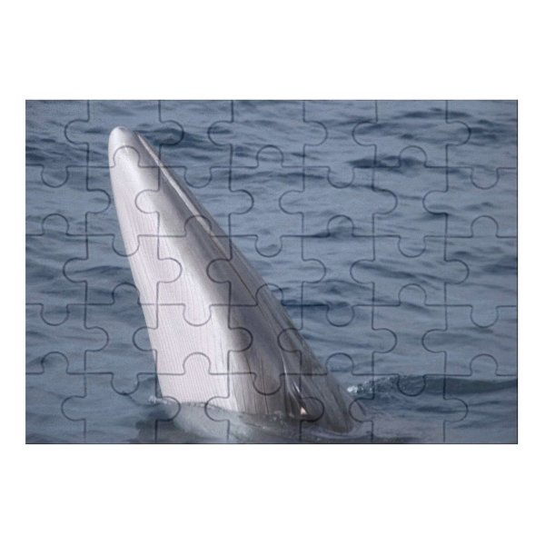 yanfind Picture Puzzle Atlantic Images  Ripple Minkewhale Ireland Dingle Savethewhales Island Wallpapers Sea Wildlife Family Game Intellectual Educational Game Jigsaw Puzzle Toy Set