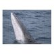 yanfind Picture Puzzle Atlantic Images  Ripple Minkewhale Ireland Dingle Savethewhales Island Wallpapers Sea Wildlife Family Game Intellectual Educational Game Jigsaw Puzzle Toy Set