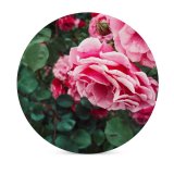 yanfind Ceramic Coasters (round) Geranium Images Rose Petal Peony Public Plant Garden Summer Pictures Flower Plants Family Game Intellectual Educational Game Jigsaw Puzzle Toy Set
