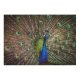 yanfind Picture Puzzle Paul Carmona  Peafowl Beautiful Feathers Closeup Bird Colorful Family Game Intellectual Educational Game Jigsaw Puzzle Toy Set