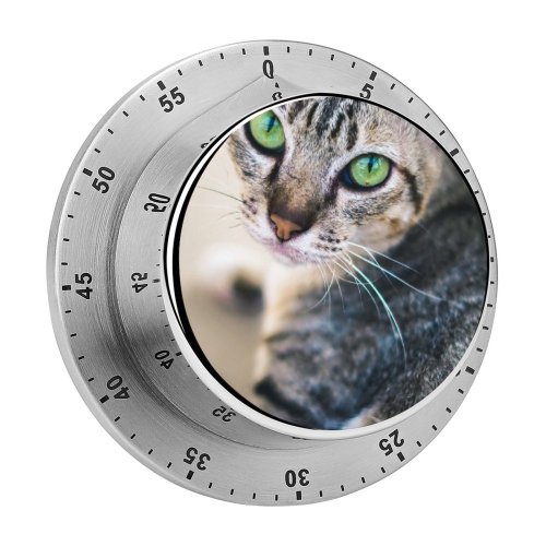 yanfind Timer Lovely Images Penh Shoot Abyssinian Pictures Pet Kitten PNG Phnom Cambodia Cat 60 Minutes Mechanical Visual Timer