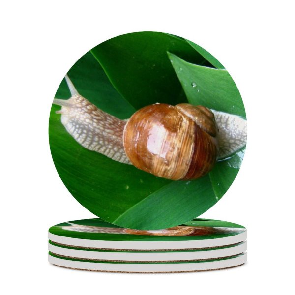 yanfind Ceramic Coasters (round) Snail Macro Leaf Spring Snails Slugs Slug Lymnaeidae Sea Molluscs Invertebrate Organism Family Game Intellectual Educational Game Jigsaw Puzzle Toy Set