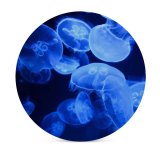 yanfind Ceramic Coasters (round) Bruno Glätsch Jellyfish Aquarium Underwater Glowing Marine  Transparent Dark Family Game Intellectual Educational Game Jigsaw Puzzle Toy Set
