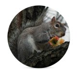 yanfind Ceramic Coasters (round) Squirrel Tree Wildlife Grey  Vertebrate Fox Ground Squirrels Rodent Snout Family Game Intellectual Educational Game Jigsaw Puzzle Toy Set