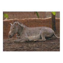 yanfind Picture Puzzle Zebras Zebra Stripes Contrast Horse Africa Terrestrial Vertebrate Wildlife Organism Snout Grass Family Game Intellectual Educational Game Jigsaw Puzzle Toy Set