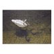 yanfind Picture Puzzle  Lake Golden Pond Ripples Reflection Refraction Silhouette Bird Duck Ducks Geese Family Game Intellectual Educational Game Jigsaw Puzzle Toy Set