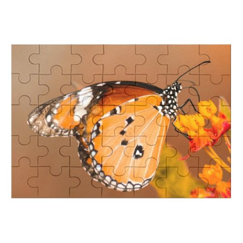 yanfind Picture Puzzle Images Taiwan Moth Insect Wing Public Antennae Wallpapers Plant Garden Borisworkshop Outdoors Family Game Intellectual Educational Game Jigsaw Puzzle Toy Set