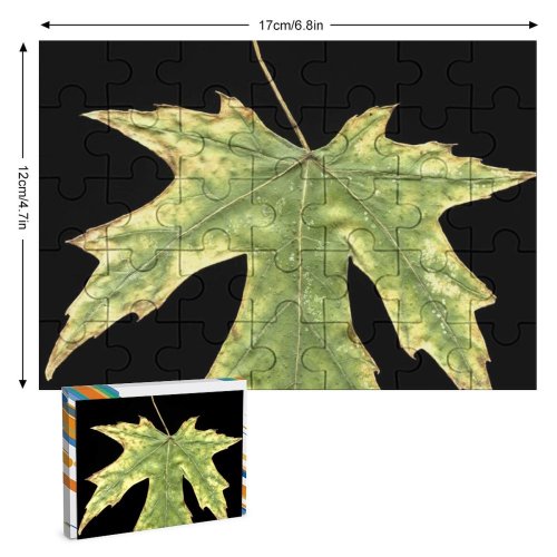 yanfind Picture Puzzle Leaf Dry  Fall Macro Maple Tree Plant Plane Woody Flowering Botany Family Game Intellectual Educational Game Jigsaw Puzzle Toy Set